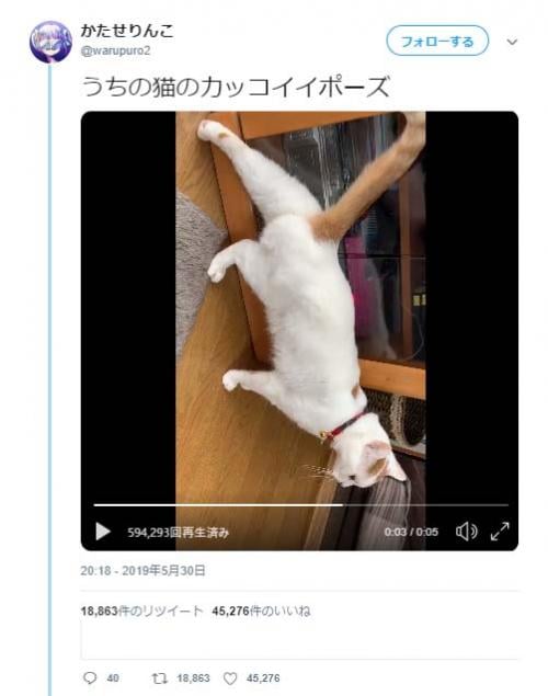 「うちの猫のカッコイイポーズ」　足を伸ばす猫動画が話題に「ナゾの後ろ足」「シッポピーン」