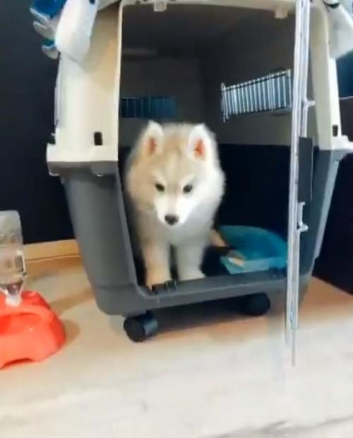 シベリアンハスキー犬が一大決心する動画ツイートに「勇気を振り絞ったバンジージャンプ」「あぁ〜」の声