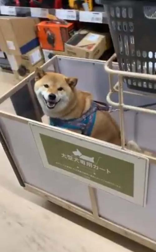 柴犬が大型犬用ショッピングカートに乗った結果→「ニコニコ笑って嬉しそう」「笑顔満面」