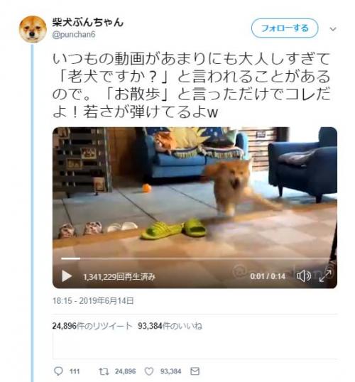 柴犬に「お散歩」と伝えた結果→「早送りではないですよね」「喜びが過ぎる」