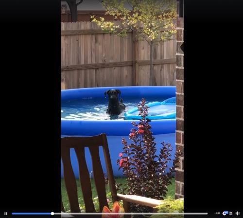 動画：プールではしゃいでいるところをこっそり撮影されていることに気付いた犬の反応