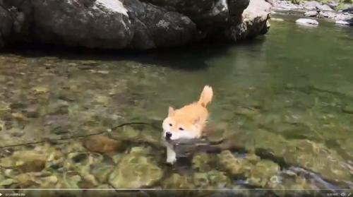 柴犬が川遊びする動画が話題に「ご主人、わたくしの泳ぎはいかがでしたか？ みたいな顔」「清流とイッヌ」