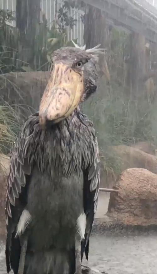 土砂降りの中で仁王立ちする“ハシビロコウ”の動画ツイートに「傘をさしてあげたくなりますね」「このラスボス感」の声