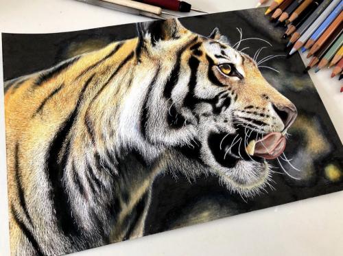 「色鉛筆で虎を描きました」お絵描きツイートに「毛並みの表現ヤバすぎ！」感動の声多数