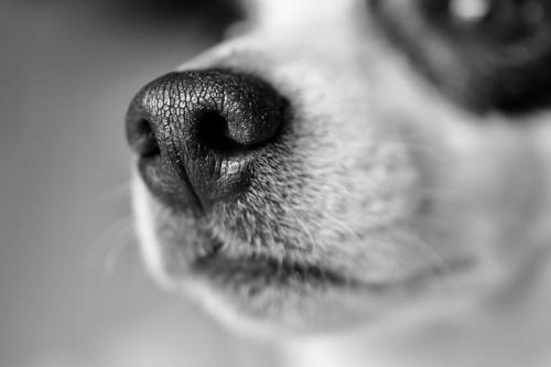 犬の鼻の頭の模様認証技術でペットも監視可能な社会へ――中国