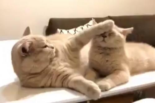 猫が“一緒に居たい VS ひとりになりたい”動画ツイートに「姉弟あるあるですね」の声