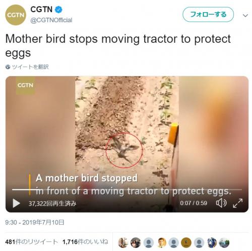 動画：母は強し！　小さな体を張ってトラクターを止める親鳥