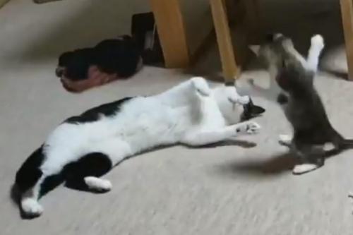 猫が両手を広げて猫に飛びつく動画に「猫怪獣現れる」の声