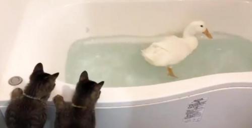 アヒルの水浴びを猫2匹が眺める動画に「仲良く観察」「可愛いし涼しい」の声