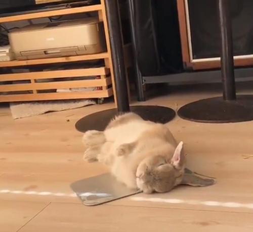 ウサギがアルミ板に寝っ転がる動画が話題に「ひっくり返るように横になりますよね」