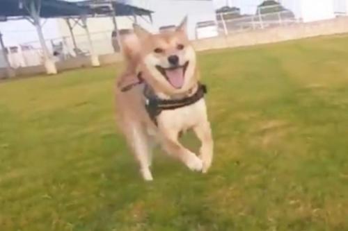 柴犬が嬉しそうな表情をして走る動画に「見てるこっちまで嬉しくなる」「めっちゃ笑顔じゃん！」共感多数
