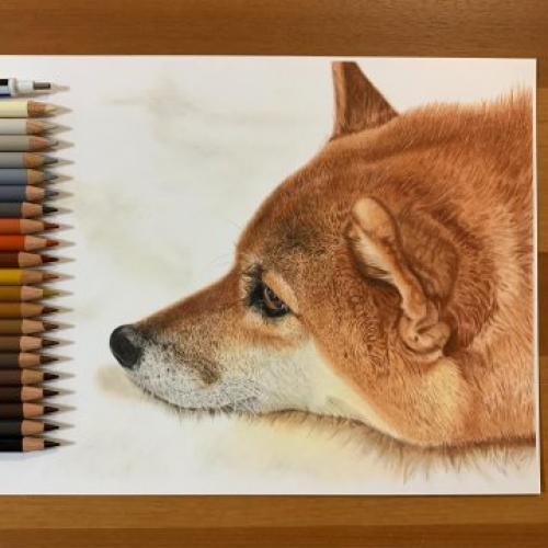 色鉛筆で描かれた柴犬に「色鉛筆って極めるとこんな凄いんですね」感動の声多数