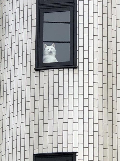 白い柴犬が朝マックを買いに行く飼い主を監視する姿に「どちらが飼い主ですか」「ラプンツェル」ツッコミ多数