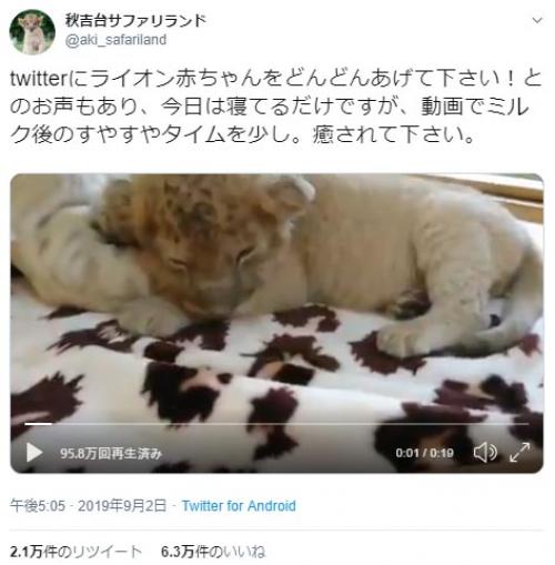 ライオンの赤ちゃんの寝姿がネットで反響「ぬいぐるみみたい」「リアルライオンキング」