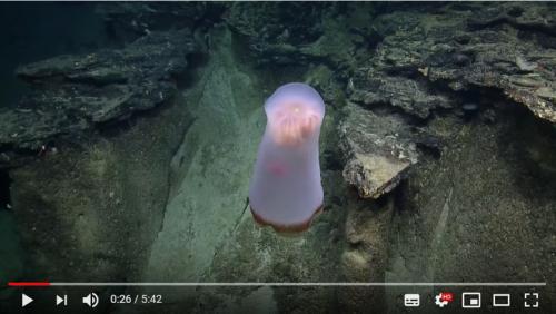 深海には面白い生物がいっぱい 変形可能な半透明の体を持つクラゲ「ディープスタリア(Deepstaria)」