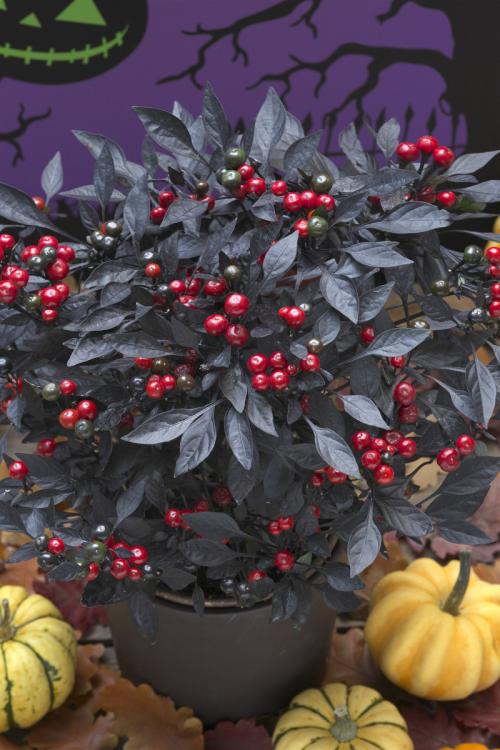 ハロウィンのダークな雰囲気にピッタリ！黒い葉っぱに赤い実の観葉植物「オニキスレッド」