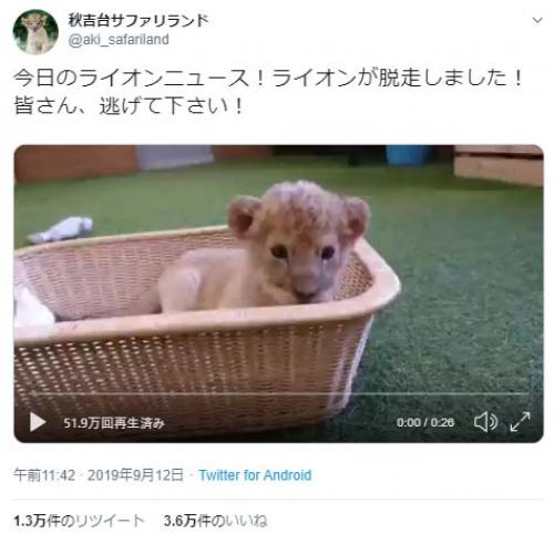 ライオンの赤ちゃんが脱走する動画が話題に「逃げろー可愛さでやられるぞー」