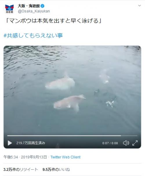 「マンボウは本気を出すと早く泳げる」 イメージ覆す海遊館のツイートが大反響