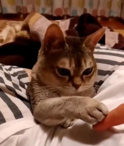 猫と“どっちが指を上に乗せるか選手権”をする動画がネットで反響「永遠に見てられる」