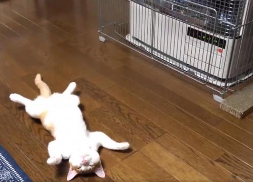 猫が人生初のストーブでメロメロになる動画に「これはとても良い干物ですね」「完全無防備」の声