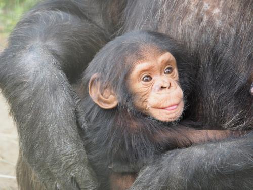 動画：「たかいたか～い」と赤ちゃんをあやすチンパンジー