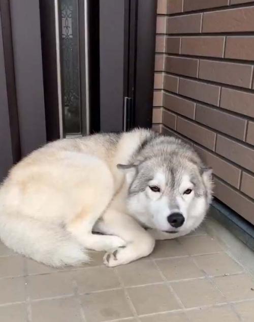 「犬も寝ぼけてる時ってこんな感じですよね」　飼い主が帰ってきたのに最初気づかなかった犬が話題に