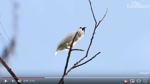 ”世界で一番うるさい鳥の鳴き声”がこちらです　ボリュームに注意してお聞きください