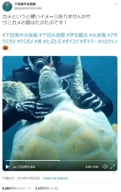 ウミガメを水中で「たぷたぷ」する動画が話題に「亀もお手上げ状態」