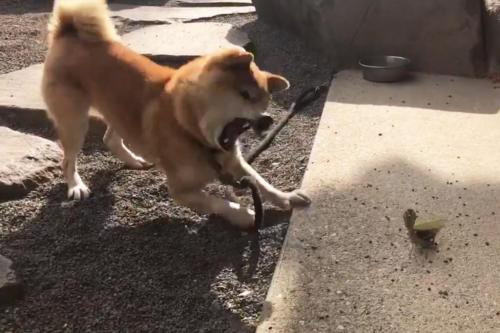 柴犬がカマキリと対決する動画が話題に「イッヌもかわいいし、カマキリさんも勇者」「ワンコの猫パンチ」