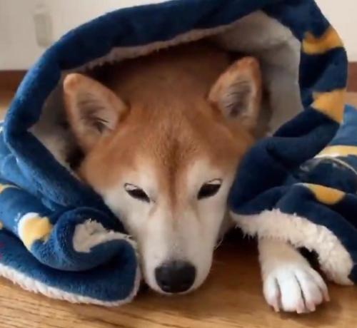 柴犬が毛布をかけてもらった結果→「暖まると眠くなる」「ウトウトしてるの可愛すぎる」