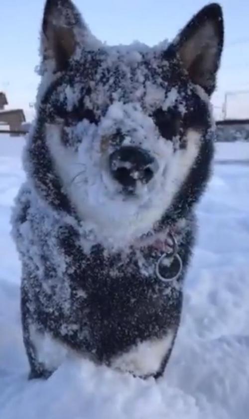 黒い柴犬が雪まみれになった結果→「白柴だ」「雪だるま」