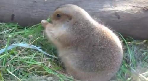 冬毛仕様の上野動物園プレーリードッグがモフモフ！　動画ツイートが話題に「こんなにふっくらするんだ」「銘菓ひよ子に似てる」