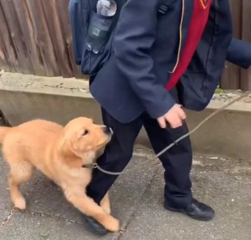 「学校に行かないで！」少年にしがみつくレトリバーの子犬がかわいい