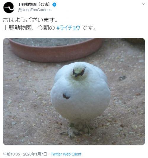 上野動物園「今朝のライチョウです」　ツイート投稿に「まん丸まるまる」「でっかいカブみたい」の声