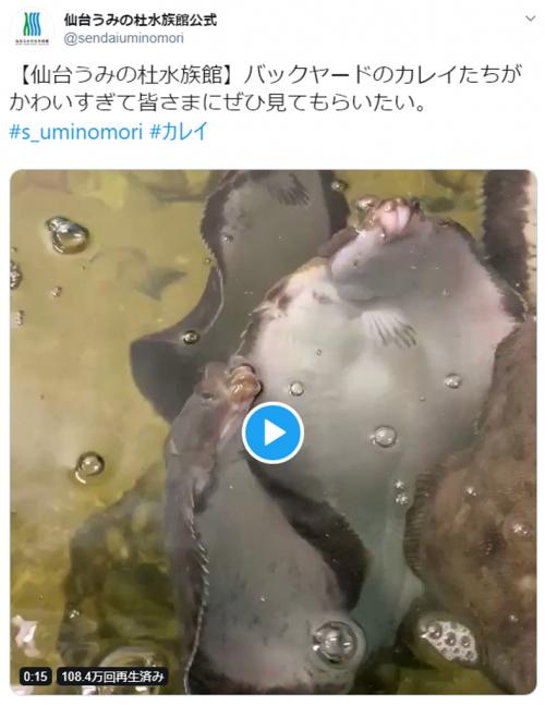 「バックヤードのカレイたちがかわいすぎて……」 仙台の水族館の動画が話題 「こんなん見たら食べられない」