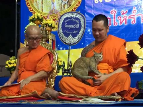 「ナデナデしてニャ～」　タイの仏教寺院に珍客が乱入！