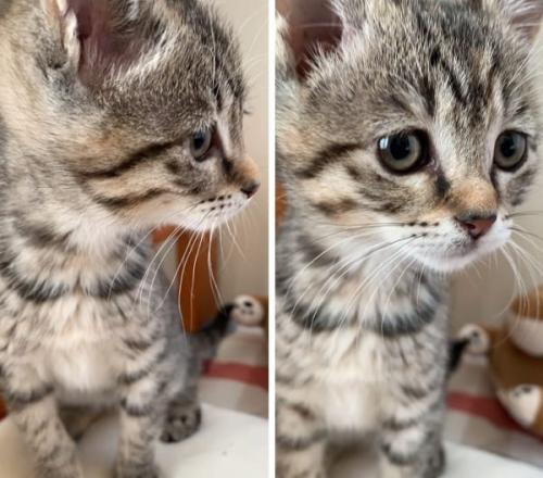 拾った猫を 18万8000円 と呼ぶおじいちゃん その理由は ガジェット通信 Getnews