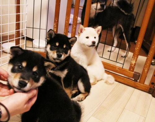 柴犬たちにメロメロ！ 人気柴犬アカウント「黒柴りつ」さんに写真使用許諾の御礼に行ってきたぁぁあああッ！