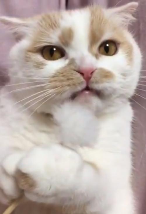 猫が自分で舐め回した耳かきを嗅いだ結果→「おや？っていう表情」「なんじゃこりゃホイ」
