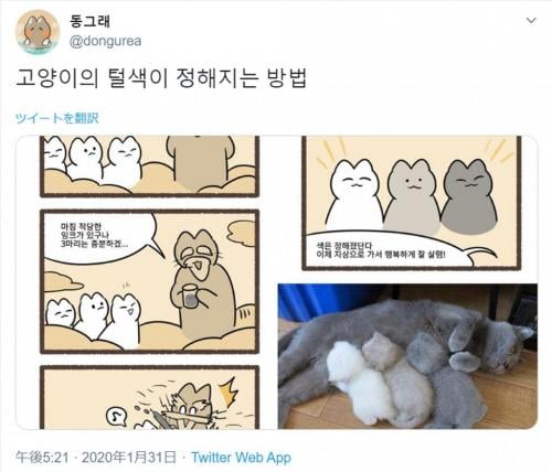 兄弟猫でも毛色が違うのはなぜ？ 猫の神様を描いたファンタジー漫画がかわいい