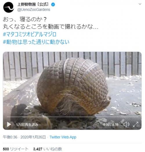 上野動物園のアルマジロが丸くなるところを動画で撮れるかな？　 動画ツイートが話題に「ボールが急に動き出した」
