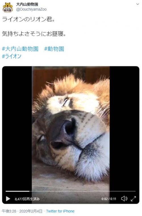 ライオンのお昼寝姿に「抱っこして一緒に寝たい」「近い〜!」の声