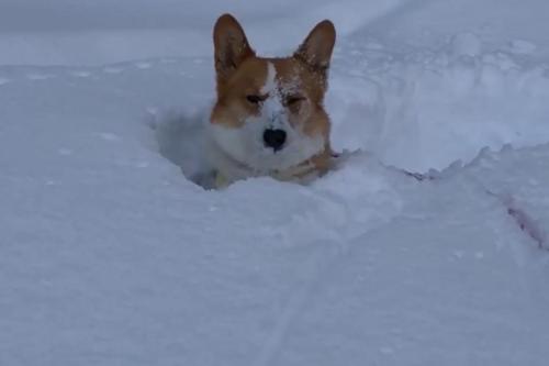 コーギー犬が「雪に飛び込んだら深すぎて心が折れた」　哀愁漂う表情が話題に