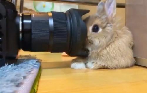 ウサギがカメラに慣れすぎた結果→「どんなに近づけても逃げなくなりました」「一眼レフに食べられる」