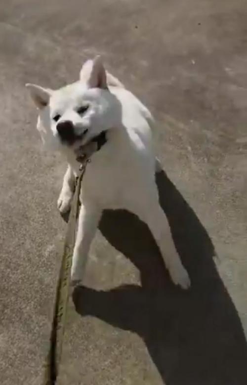 白い柴犬が「全力フルパワーのイヤイヤ」を見せる！　 動画ツイートに「鮮魚のようだ」「激しい荒ぶり」の声