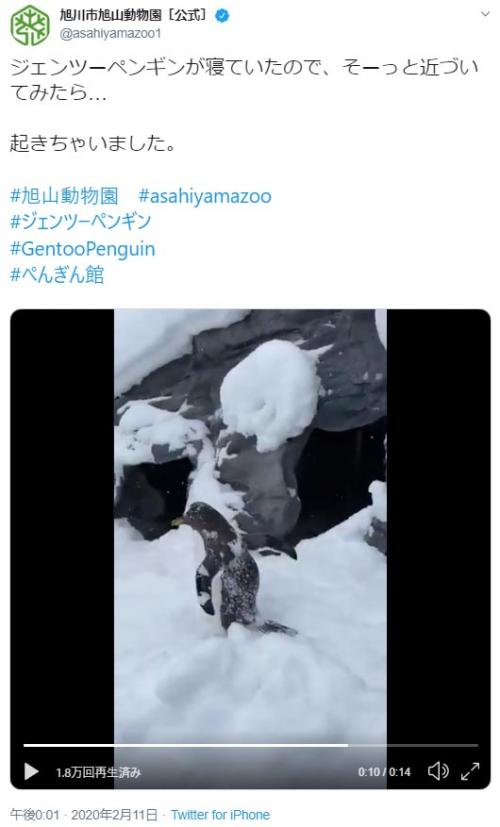 ジェンツーペンギンが「おっとっと」　新雪の上で歩く姿に「ヨタヨタ感がたまらん」の声