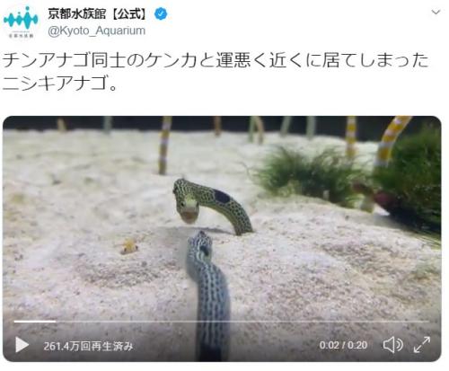 チンアナゴ同士のケンカに運悪く居合わせたニシキアナゴ！　京都水族館のツイート投稿が話題に「ご近所トラブルに巻き込まれた」