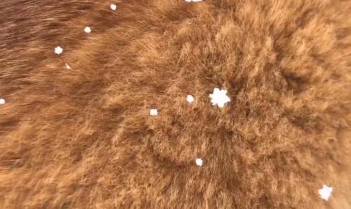 柴犬の体に雪の結晶が舞い降りる！　動画ツイートに「こんな形の雪は初めて見た」「何個見つけられるかしら」の声