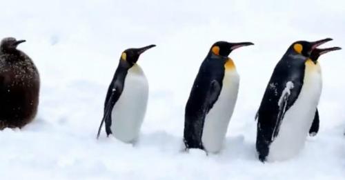 キングペンギンの赤ちゃんは何位だったでしょう？ 見ていて癒される旭山動物園のペンギン散歩