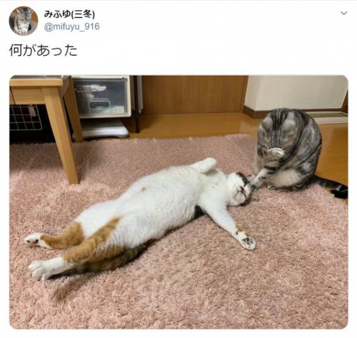 事件の香りプンプンの猫写真がTwitterで話題 「水曜サスペンスですねわかります」